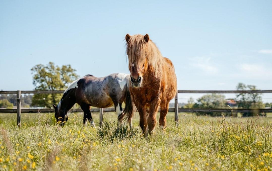 Ferienhof Trapp Ellringen Bagian luar foto
